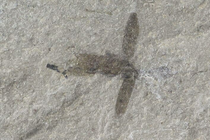 Fossil Beetle (Coleoptera)- Green River Formation, Utah #109213